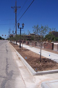 Polk Street Parking Lot  -- New Trees