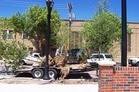 Polk Street New Trees Updated 5