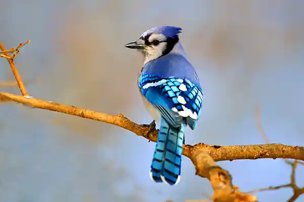 Bluebird sitting on a bare branch