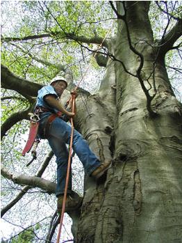 Arborist Arborist