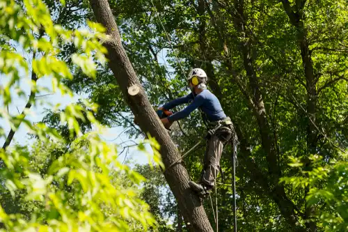 Arborist in a Tree