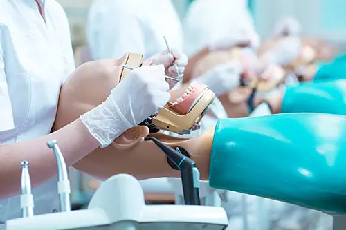 Dental Hygiene Student in Gloves During Class Working on Anatomical Model