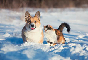 pets in snow nationwide insurance