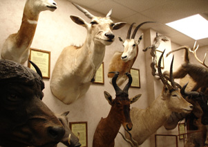 Natural History Museum