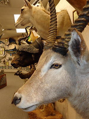 Natural History Museum
