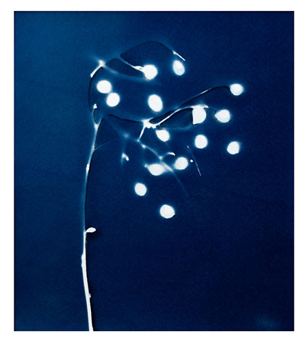 Soapberry Mellott Web