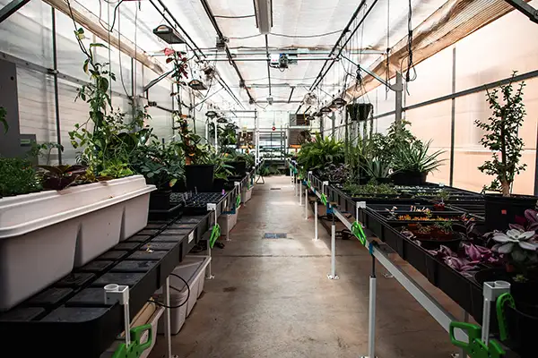 A greenhouse bay full of plants