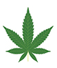marijuana